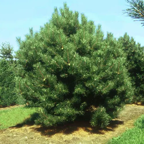 Сосна черная (Pinus Nigra)