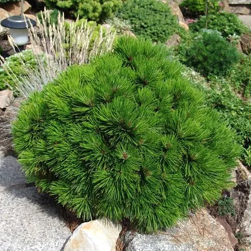 Сосна белокорая боснийская Шмидта (Pinus leucodermis Schmidtii)