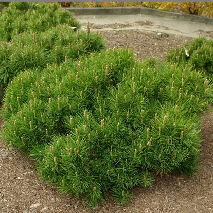 Сосна горная Пумилио (Pinus mugo Pumilio)