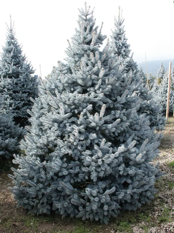 Ель колючая Костер (Picea pungens Koster)