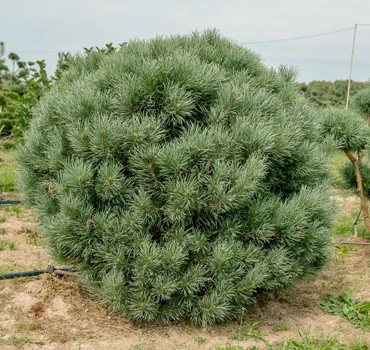 Сосна обыкновенная Ватерери
 Pinus Sylvestris Watereri - ШАР