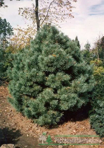 Сосна обыкновенная Ватерери (Pinus sylvestris Watereri)