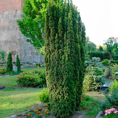 Тис ягодный Фастигиата (Taxus baccata Fastigiata)
