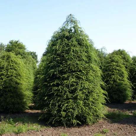 Тсуга канадская (Tsuga Canadensis)