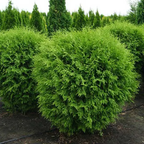 Туя западная Глобоза (Thuja occidentalis Globosa)