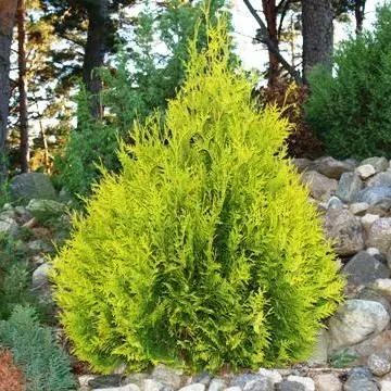 Туя западная Санкист (Thuja occidentalis Sunkist) -