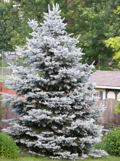 Ель колючая Хупси (Picea pungens Hoopsii)