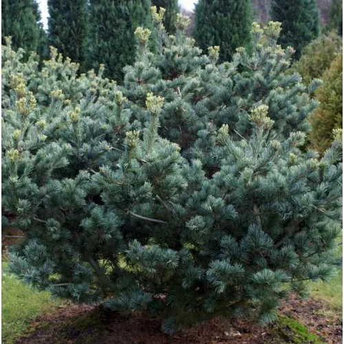 Сосна мелкоцветковая Глаука
 Pinus parviflora Glauca
