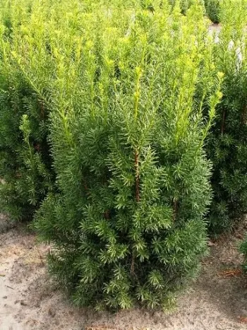 Тис средний Хикси (Taxus media Hicksii)
