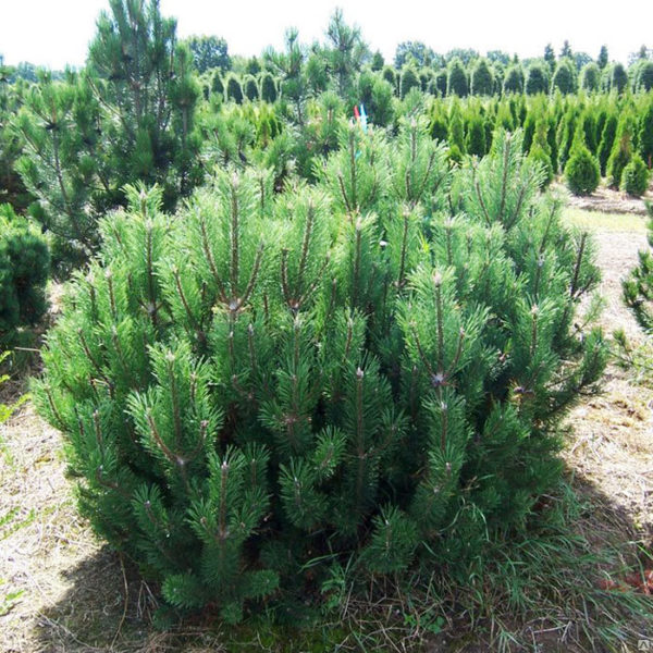 Сосна горная Мугус (Pinus mugo Mugо) - 30-40-с5-куст