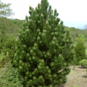 Pinus leucodermis Satellit Сосна боснийская Сателлит (сосна белокорая)