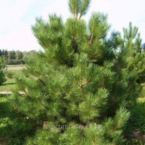 Сосна обыкновенная или лесная — Pinus sylvestris L. - 180-200-вс