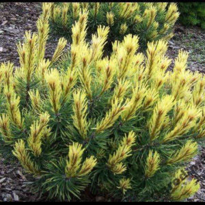 Pinus mugo Fruhlingsgold