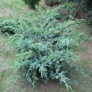 Можжевельник «Juniperus Blue Alps» - 120-130-кактус-с65