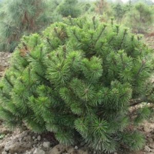 Pinus mugo subsp. mugo (сосна горная)