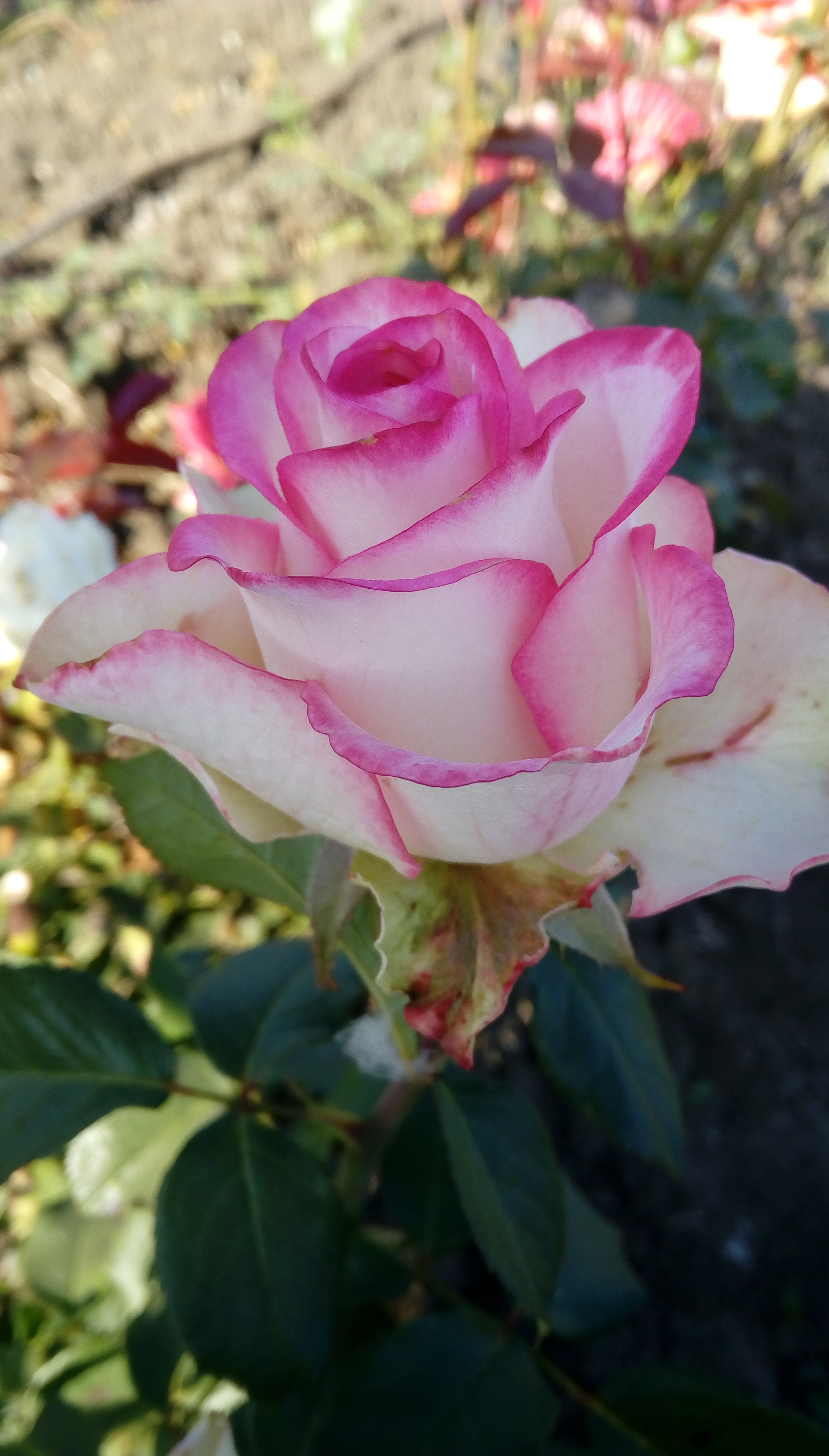 Авито саженцы роз краснодарский край. Гринвуд саженцы роз. Саженцы роз Юг Елизаветинская sajencirosug. Сорта красивых садовых роз.