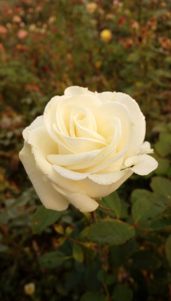 Роза - 3