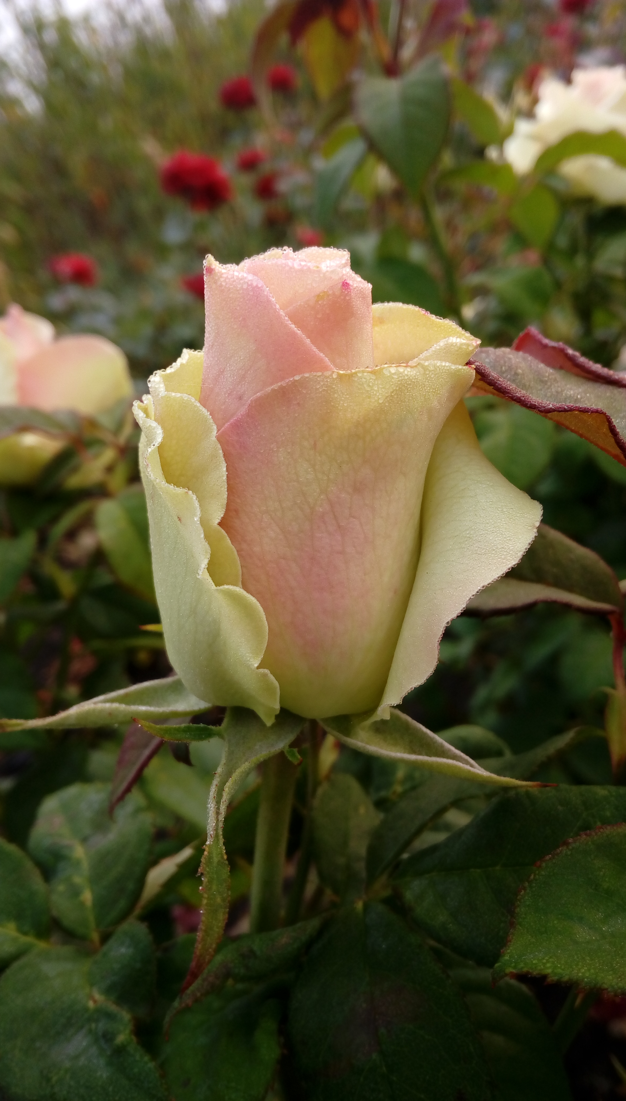 Авито саженцы роз краснодарский край. Саженцы роз. Краснодарские розы. Очень красивые саженцы роз.