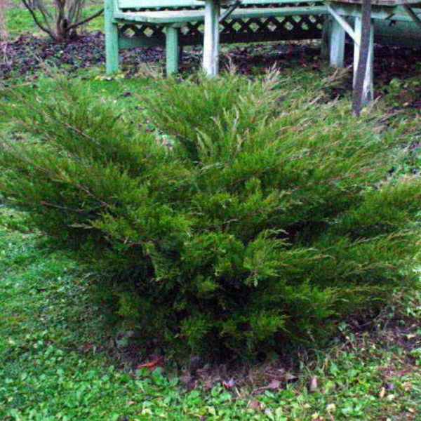 Можжевельник средний Минт Джулеп (Juniperus pfitzeriana Mint Julep)