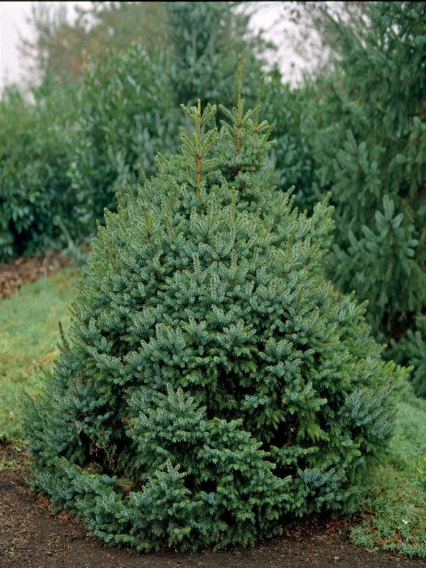 Ель сербская Нана (Picea Omorika Nana)