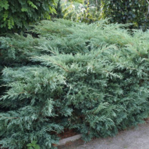 Можжевельник виргинский Хетц (Juniperus virginiana Hetz)