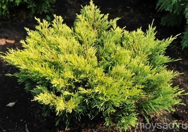 Можжевельник горизонтальный Лайм Глоу (Juniperus horizontalis Lime Glow)