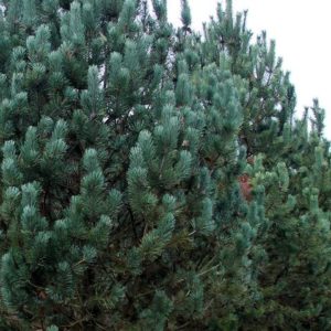 Сосна горная унцината (Pinus mugo uncinata)