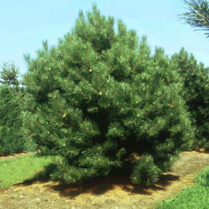 Сосна черная (Pinus Nigra) - 160-180-вc