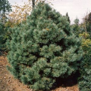 Сосна обыкновенная Ватерери (Pinus sylvestris Watereri)