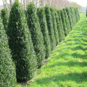 Buxus sempervirens Arborescens- Самшит вечнозелёный 'Арборесценс' - купить в садовом центре Краснодар
