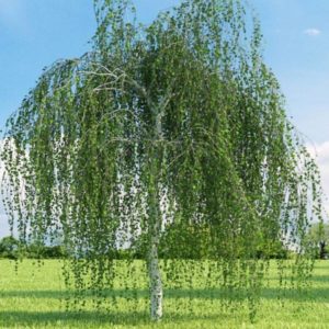 Betula pendula Youngii- Берёза Юнга - купить в садовом центре Краснодар