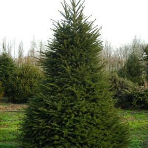 Picea abies (excelsa)-  Ель обыкновенная - купить в садовом центре Краснодар